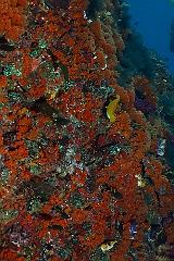 Raja Ampat 2016 - Corail - IMG_4989_rc